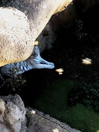 High angle view of person on rock