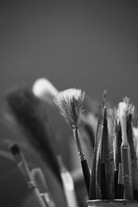 Close-up of brushes