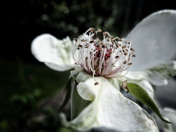 Close-up of wilted flower against blurred background