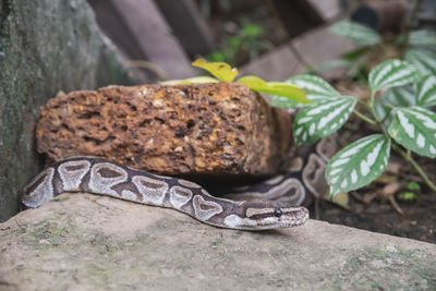 Snake hid between the stones in the tropical forest