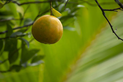 Close-up of fruit