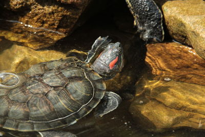 Close-up of turtle on rock