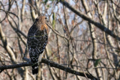 Low angle view of red-tailed hawk perching on branch