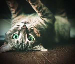 Close-up portrait of a cat