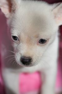 Close-up portrait of a puppy