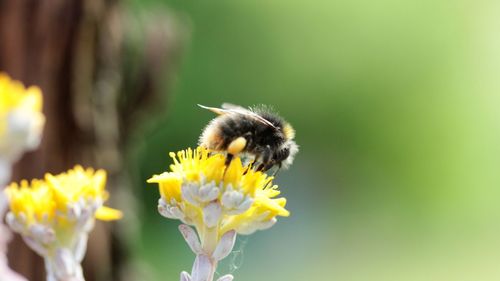 Close-up of bee pollinating on yellow flower