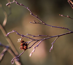 Close-up of plant against blurred background