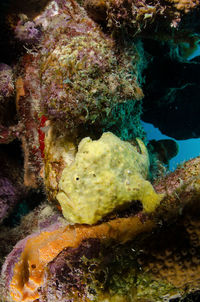 Close-up of fish underwater