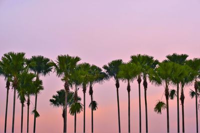 Low angle view of palm trees against sky during sunset