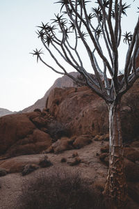 Low angle view of trees on mountain against sky