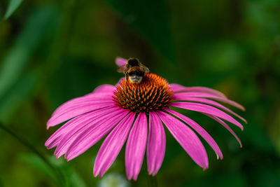 Close-up of bee pollinating on pink flower