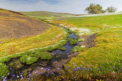 Scenic view of water flowing on land