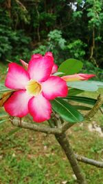 Close-up of pink flowers