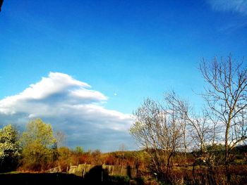 Trees on landscape against blue sky