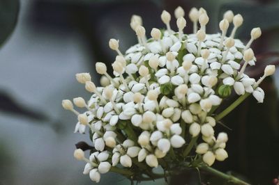 Close-up of flowers