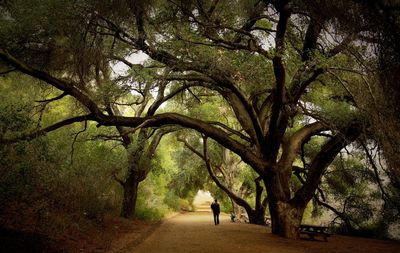 Woman walking in forest