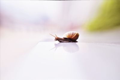 Close-up of snail