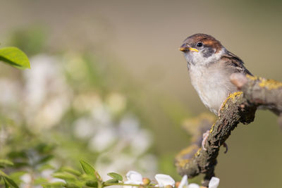 Close-up of bird perching on plant