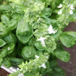 Close-up of plant