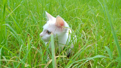 Close-up of a rabbit on field