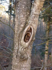 Close-up of tree trunk