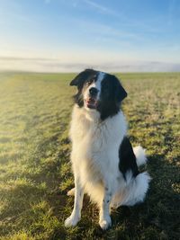 Happy dog - herd guard dog 