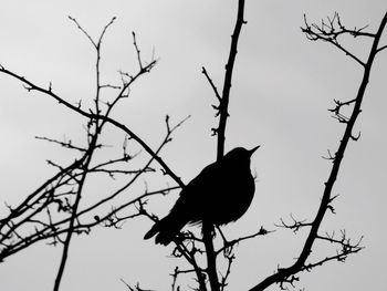 Low angle view of bird perching on bare tree against sky