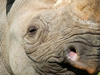 A full frame close up of the face of a baby black rhinoceros with eye and horn