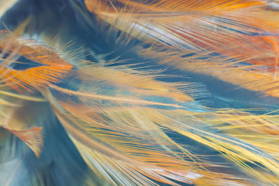 Full frame shot of peacock