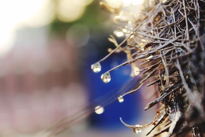 Close-up of dry plant during winter