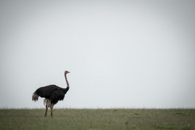 Common ostrich stands on horizon facing right