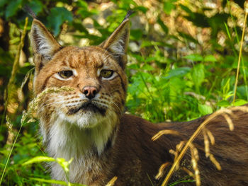 Close-up portrait of a cat on field