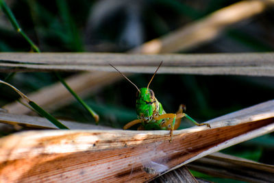 Close-up of insect on wood