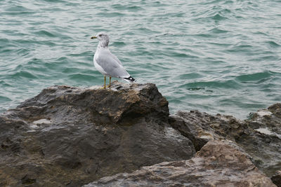 Seagull perching on rock by sea
