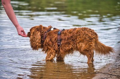 Young woman with dog in lake