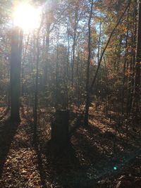 Sunlight streaming through trees in forest