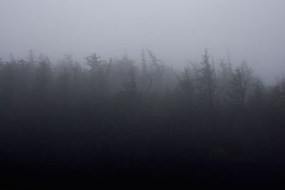 Trees in foggy weather