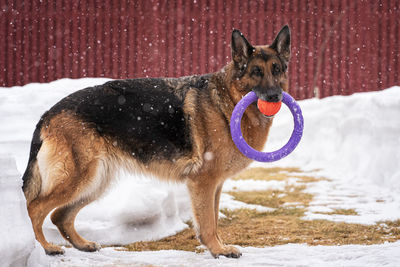 Dog running on snow covered field