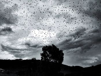 Silhouette birds flying against sky