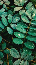 Full frame shot of raindrops on leaves