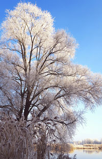 Low angle view of flower tree against sky