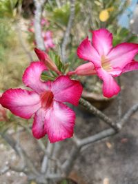 Close-up of pink rose flower