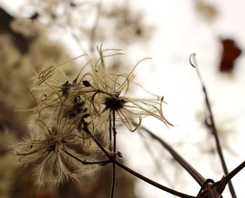 Close-up of dried thistle against sky