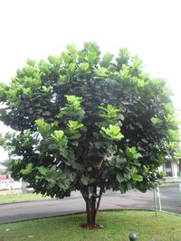 Tree growing in farm