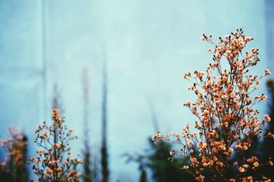 Close-up of plants against sky