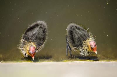 Young coots in a dutch canal in springtime