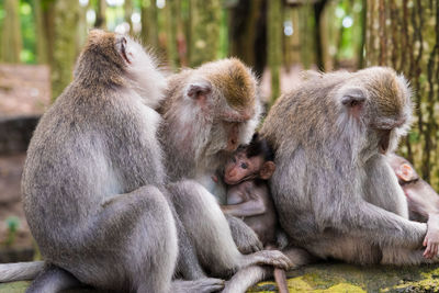 Monkeys relaxing in forest