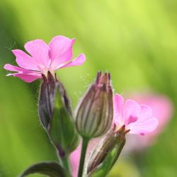 Close-up of pink flowering plant