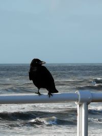 Bird on a beach