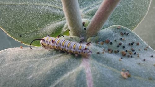 Close-up of man holding insect on leaf